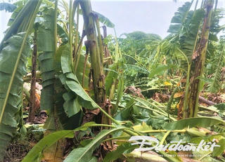 Quảng Nam: Ảnh hưởng bão số 6, gần 10ha chuối ở huyện Đại Lộc hư hỏng