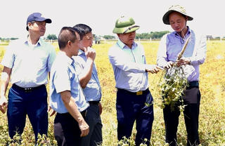 Cây thuốc quý phát triển trên đất mỏ bỏ hoang ở Hà Tĩnh