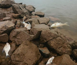 Nam Định làm rõ nguyên nhân hàng tấn thủy sản bị yếu, chết dạt bờ sông Đáy