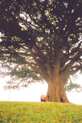 Dưới vòm cây mùa hạ