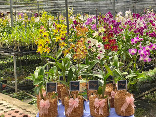 TPHCM: Kết quả hỗ trợ phát triển Hợp tác xã nông nghiệp năm 2023