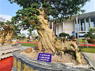 Hơn 1.000 sinh vật cảnh trưng bày ở Quảng Ngãi