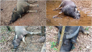 Quảng Trị: Phát hiện thêm 9 con trâu bị chết trong rừng