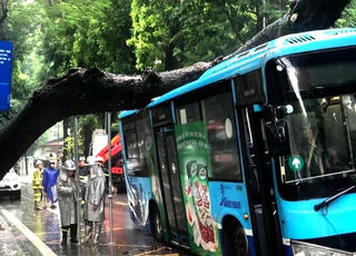 Hà Nội: Cây cổ thụ bất ngờ bật gốc, đè trúng xe buýt đang di chuyển