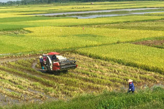 Xuất khẩu gạo: Làm gì để chinh phục thị trường khó tính?