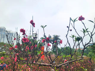 Ngày mùng 4 Tết, thời tiết cả nước trời nắng đẹp