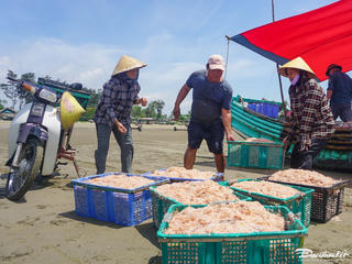 Mùa moi biển xứ Thanh