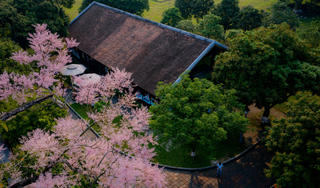 [ẢNH] Rực rỡ sắc hoa Ngô đồng trong Hoàng cung Huế