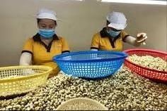 Xuất khẩu điều sang Trung Quốc tăng trưởng ấn tượng