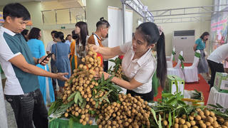 Hưng Yên: Doanh nghiệp, nhà quản lý hiến kế tiêu thụ, xuất khẩu nhãn