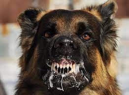 Đồng Nai: Một ca tử vong sau 6 tháng bị chó dại cắn