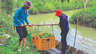 Về Lai Vung hái quýt hồng