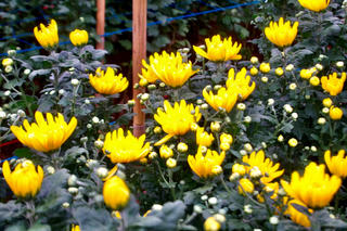 Làng hoa Tây Tựu đã sẵn sàng nguồn cung cho dịp Tết