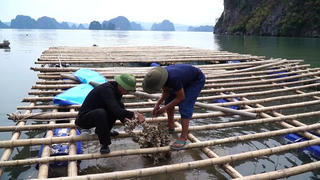 'Giao biển' để ngư dân tái thiết sau bão số 3