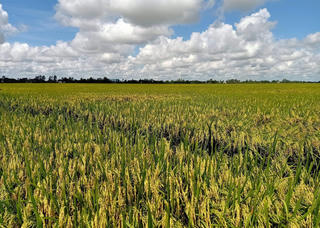 Triển vọng từ trồng lúa bán tín chỉ carbon