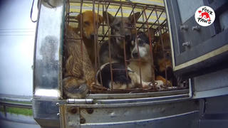 'Đường đến lò mổ' – những thước phim ám ảnh