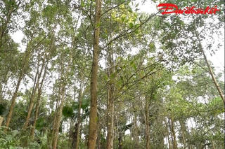 Thái Nguyên: Rừng FSC thúc đẩy giá trị kinh tế bền vững nông thôn