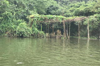 Giàn bầu thương nhớ