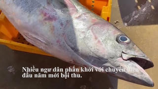 [VIDEO] Bám biển 'xuyên Tết', ngư dân Quảng Ngãi trở về với đầy ắp cá, tôm