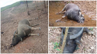 Đã tìm ra vi khuẩn khiến hàng chục con trâu ở Quảng Trị bị chết