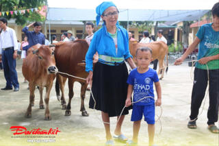 Bò H'Mông giúp người nghèo vươn lên
