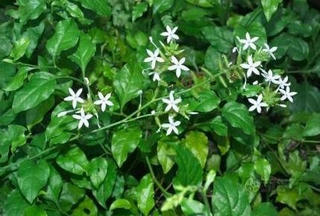 Bài thuốc từ bạch hoa xà thiệt thảo