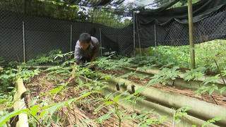 Tạo sinh kế bền vững từ cây dược liệu