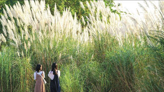 Giấc mơ thành phố sông Hồng