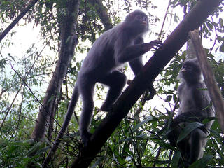 Đặt bẫy ảnh, phát hiện động vật trong sách đỏ thế giới