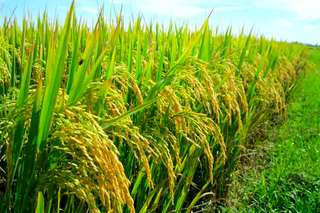 Từ bao giờ vậy? (Kỳ 10)