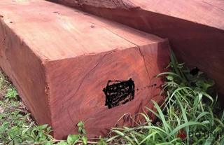 Bắc Ninh: Tịch thu 284 hộp gỗ xẻ Giáng Hương là tang vật vi phạm