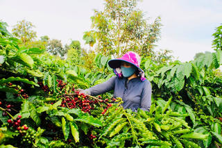 Nhiều triển vọng cho ngành cà phê