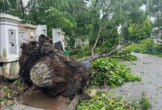 Khi cây xanh… bổng gốc