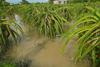 Bình Thuận: Huyện Hàm Thuận Bắc bị thiệt hại 4 tỷ đồng do mưa lũ