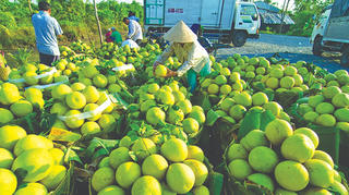 Bảo vệ ‘tấm vé thông hành’ cho nông sản