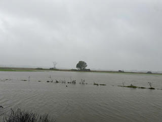 Quảng Trị: Khoảng 2.400ha lúa Đông Xuân bị ngập nước