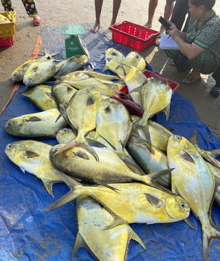 Trúng đậm mẻ cá chim vàng, ngư dân Hà Tĩnh thu về hơn 350 triệu đồng