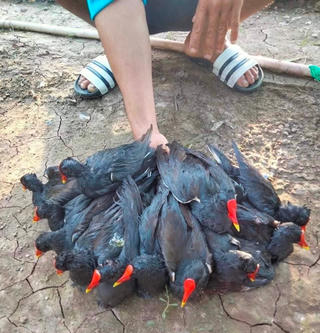 Buôn bán động vật hoang dã tràn lan trên mạng