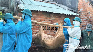 TP Đà Nẵng: Dịch tả lợn Châu Phi bùng phát