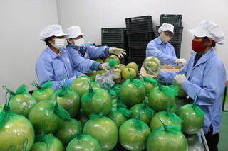 Thị trường Australia rộng cửa cho bưởi Việt