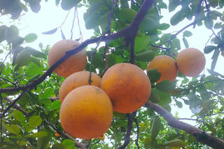 Vườn bưởi vắng sắc vàng, nhà nông buồn vì mất mùa