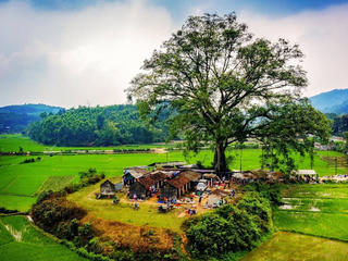 Đi chợ ‘cây đa’