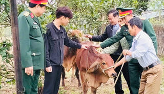 Tặng bò giống cho gia đình thanh niên đi bộ đội có hoàn cảnh khó khăn