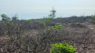 Vụ đốn hạ 2,5 ha rừng phòng hộ ở Huế: Xem xét trách nhiệm các tổ chức, cá nhân liên quan