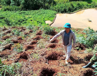 Quảng Ngãi: Đại hội Đảng ở xã vùng cao 'không nhận hoa' mong 'nhận được cây giống giúp dân'