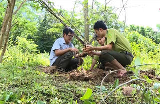 Làm giàu dưới tán rừng