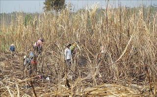 Cháy bất thường ở vùng nguyên liệu mía