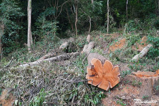 Rừng đặc dụng bị đốn hạ ngay gần đường quốc lộ