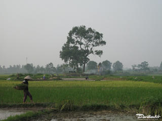 Cây giữa đồng