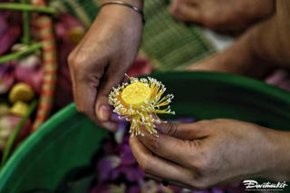 Độc đáo nghề ướp trà sen Tây Hồ